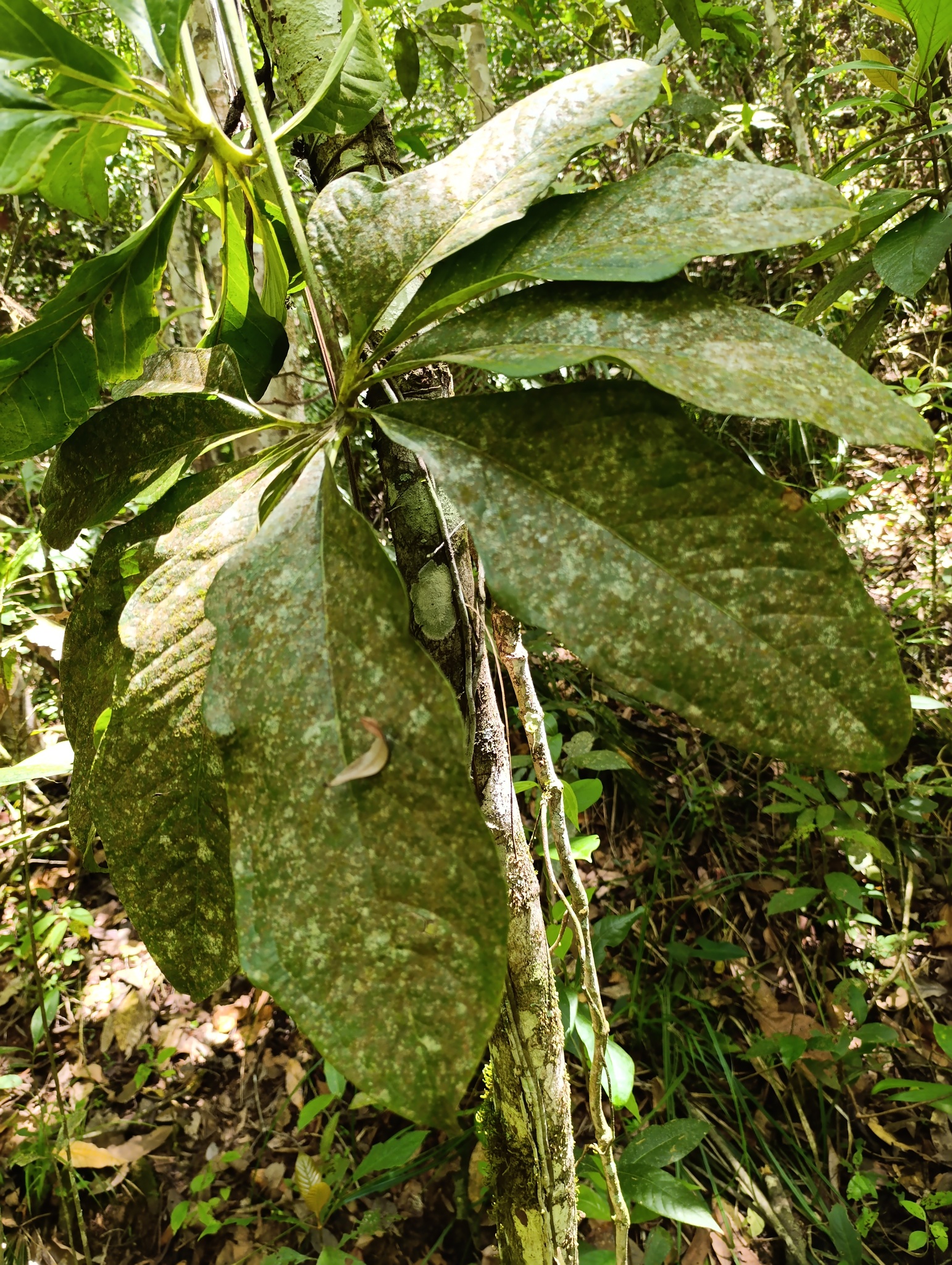 Anthurium sinuatum Benth. ex Schott 3