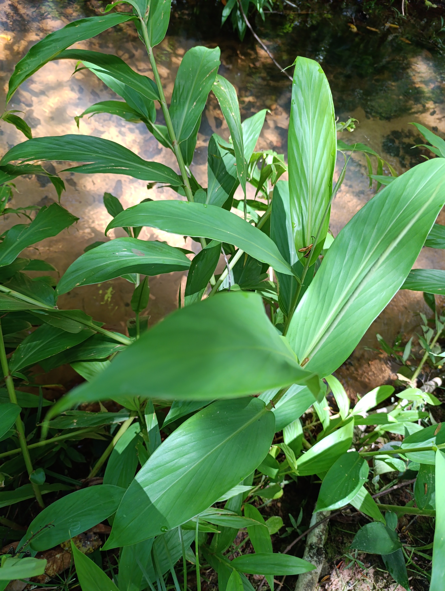 Hedychium coronarium