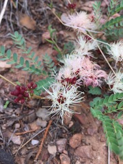 Calliandra humilis