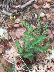 Calliandra humilis