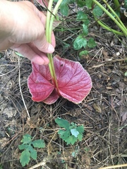 Begonia grandis