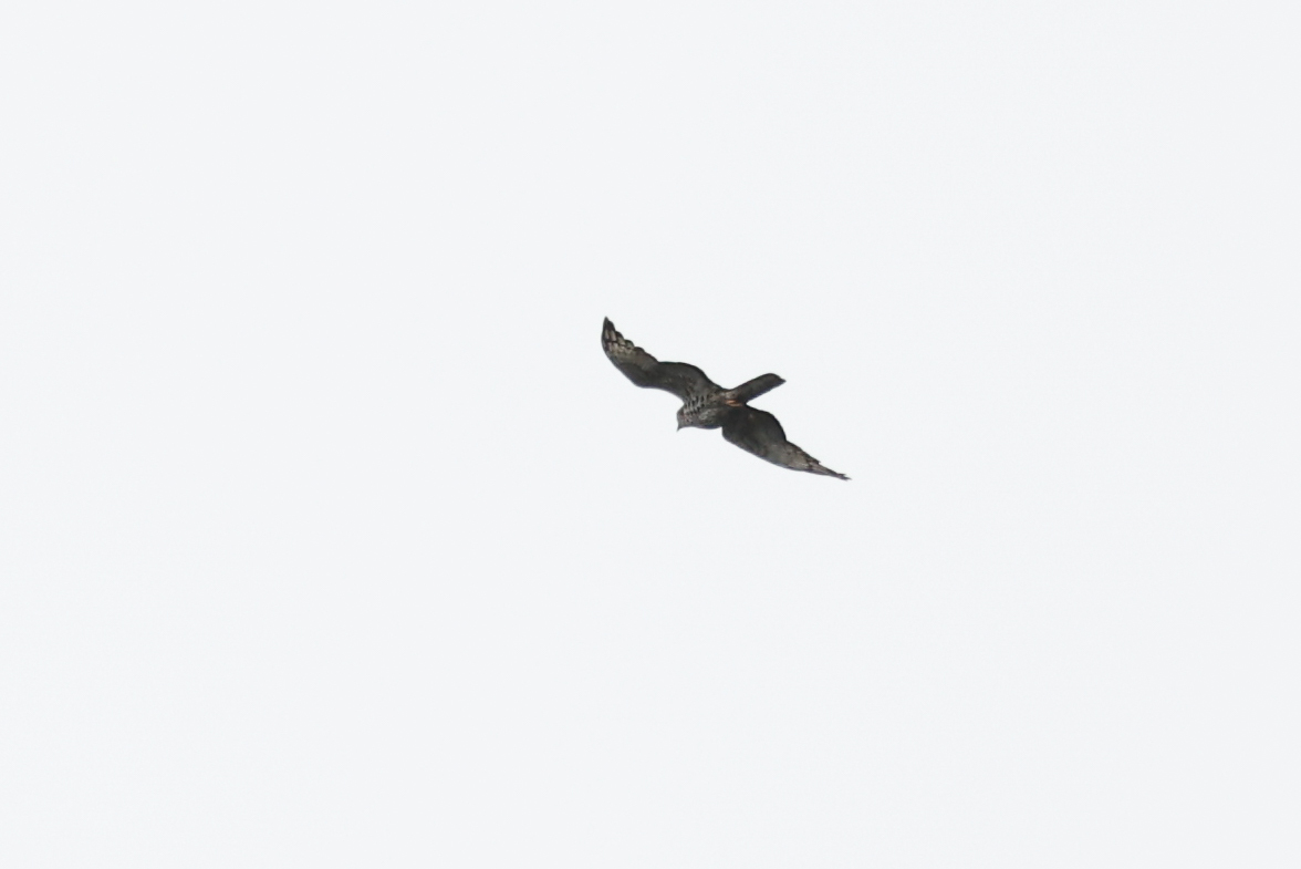 Barred Long-tailed Cuckoo (Cercococcyx montanus), photo 1