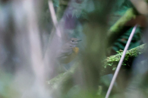 Swynnerton's Robin (Swynnertonia swynnertoni), photo 5