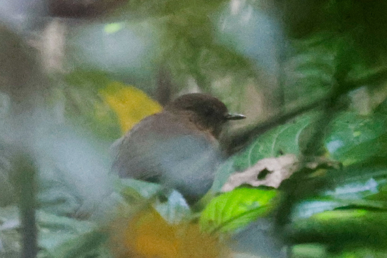 Iringa Akalat (Sheppardia lowei), photo 2