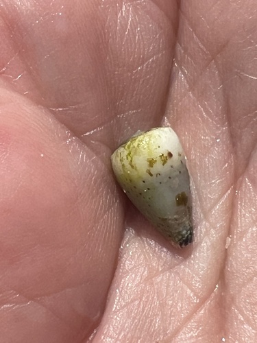 Conus nanus, 2025-03-02