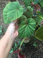 Begonia grandis