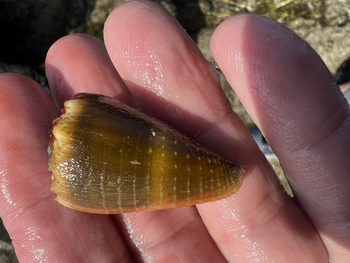 Conus lividus observed 2025-03-02