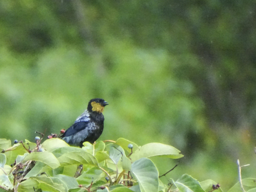 Silver-backed Tanager (Stilpnia viridicollis), photo 3