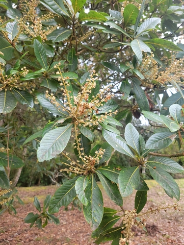 Foto de Cajado-do-mato