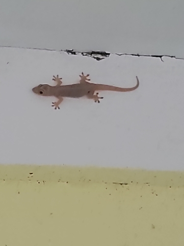 Hemidactylus frenatus observed 2025-03-03