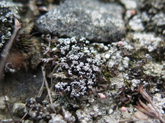 Stereocaulon condensatum