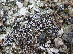 Stereocaulon condensatum