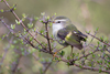 South Island Rifleman - Photo (c) Saryu Mae 前 朝琉, some rights reserved (CC BY), uploaded by Saryu Mae 前 朝琉