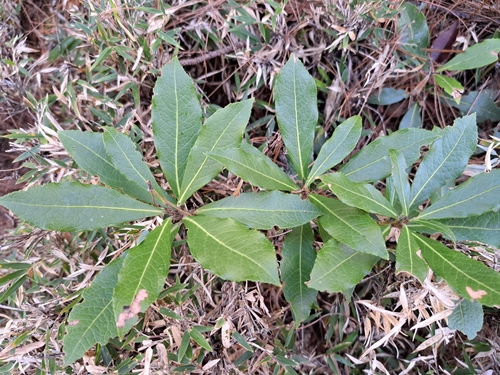 Pieris japonica