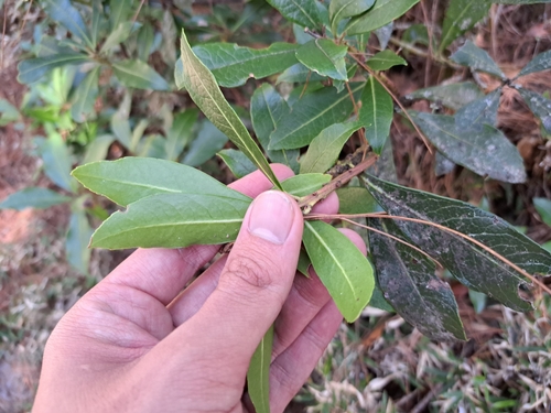 Pieris japonica