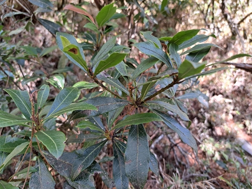 Pieris japonica