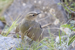 New Zealand Rockwren photo 3
