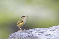 New Zealand Rockwren photo 5