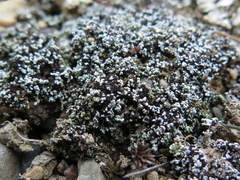 Stereocaulon condensatum