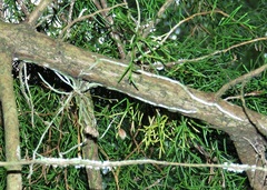 Dendrophylax porrectus