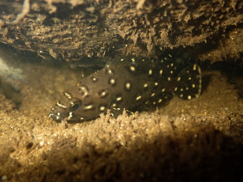 Grouper