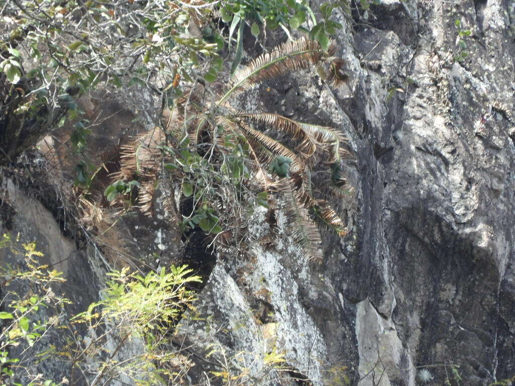 Dioon tomasellii; photograph author not stated, no rights reserved