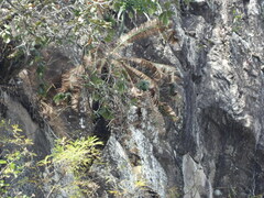 Dioon tomasellii