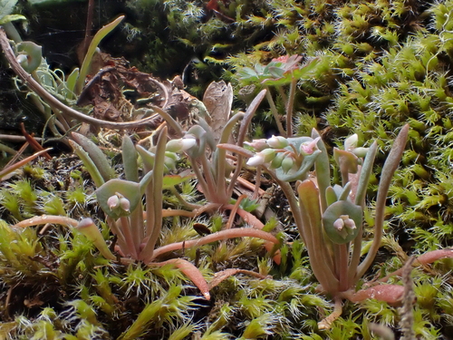 Image of Claytonia exigua by no rights reserved