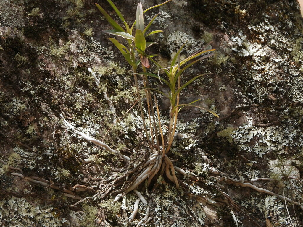 Epidendrum vandifolium
