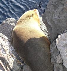 Arctocephalus galapagoensis