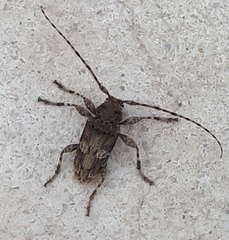 Oreodera brailovskyi