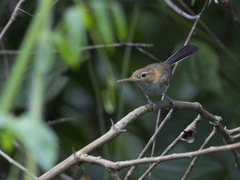 Ramphocaenus melanurus