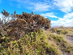 Juniperus squamata, photograph (c) vrxz, some rights reserved (CC BY-SA)