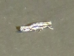 Melanocinclis lineigera