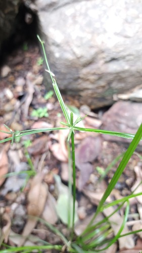Cyperus trinervis