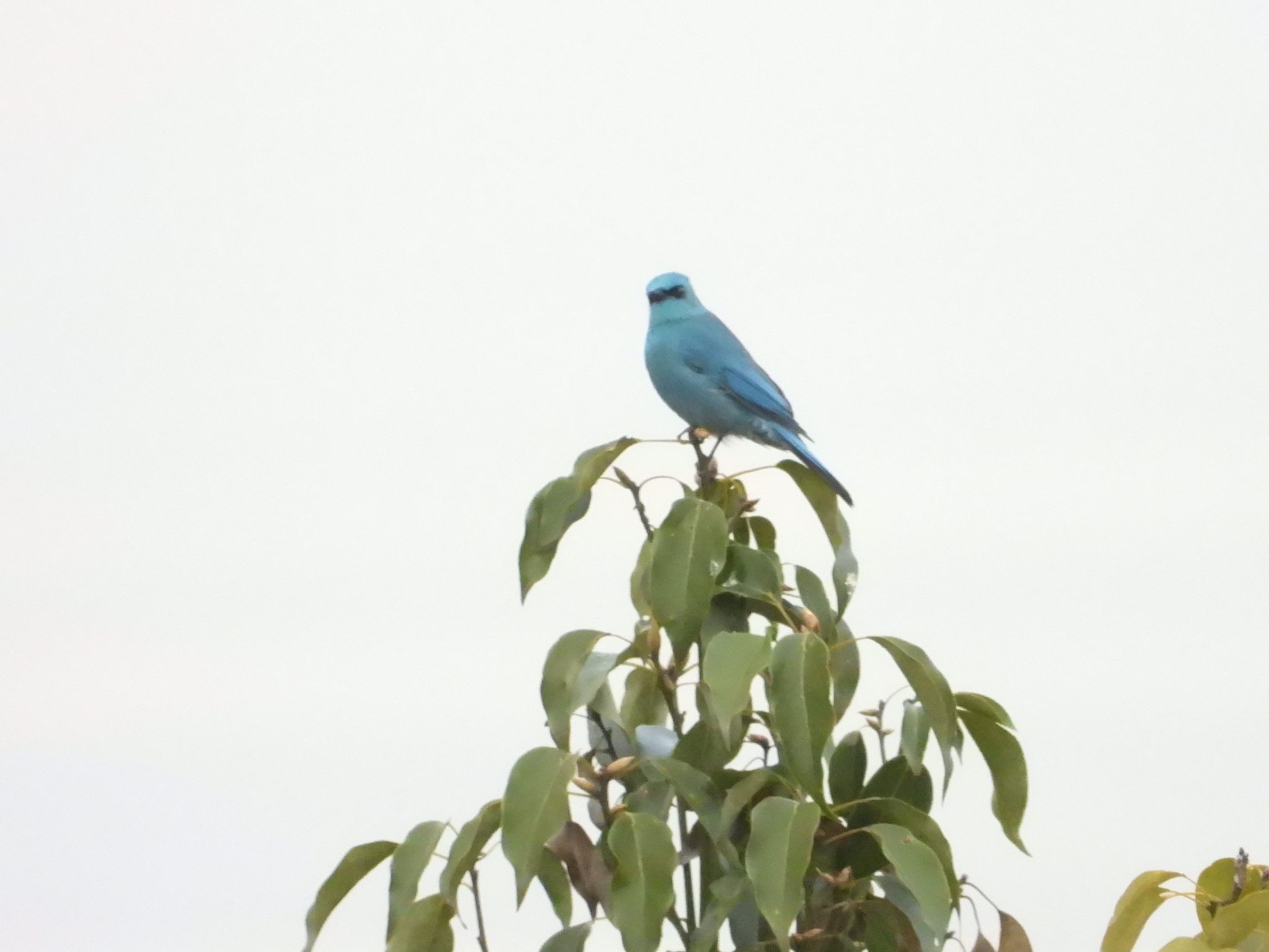Verditer Flycatcher