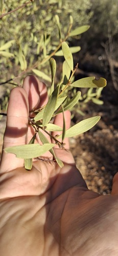 Witchetty Bush (Acacia kempeana)
