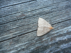 Chytolita morbidalis