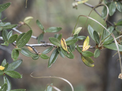 Cercocarpus ledifolius intermontanus
