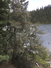 Cercocarpus ledifolius intermontanus