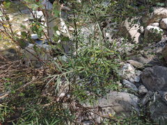 Salix eleagnos