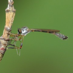 Leptogastrinae