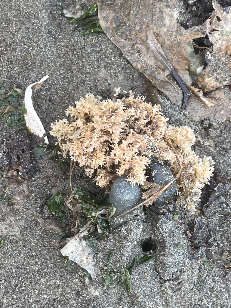 Eleanor's calcareous sponge