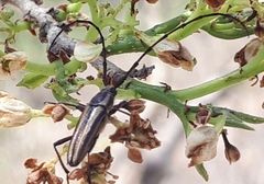 Sphaenothecus maccartyi