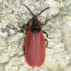 Lycus sanguinipennis