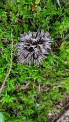 Thelephora anthocephala