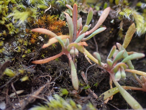 Image of Claytonia exigua by no rights reserved
