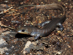 Jefferson Salamander photo 1