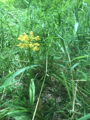 Platanthera cristata