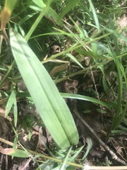 Platanthera cristata